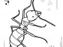 Fourmi Maternelle On Pinterest - Recherche Google  Coloriage Insectes intérieur Dessin De Cigale