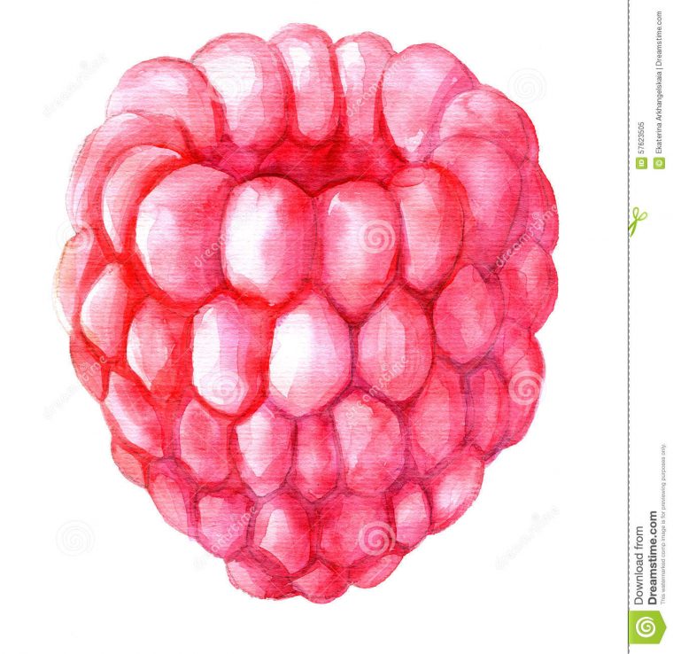 Framboise De Dessin D'Aquarelle Illustration Stock – Image: 57623505 à Dessin Framboise