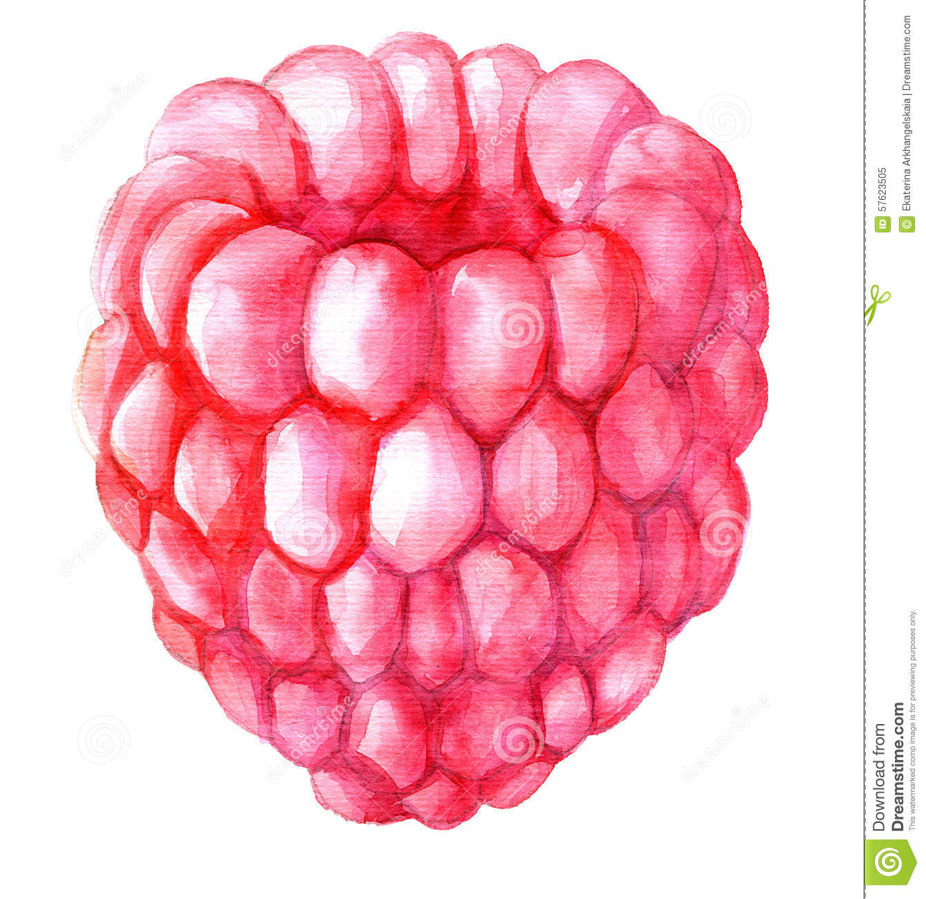 Framboise De Dessin D&amp;#039;Aquarelle Illustration Stock - Image: 57623505 à Dessin Framboise 