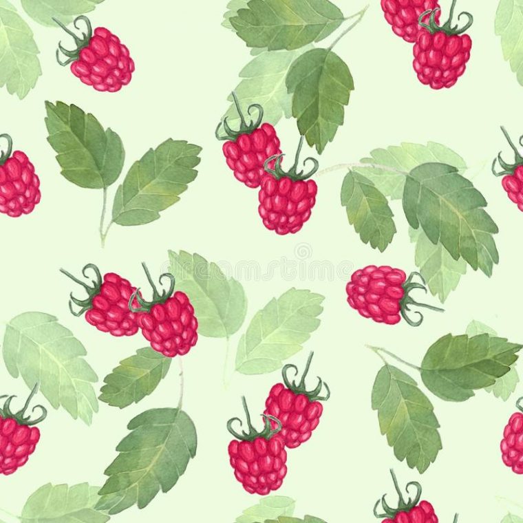 Framboises De Dessin D'Aquarelle Illustration De Vecteur – Illustration serapportantà Dessin Framboise