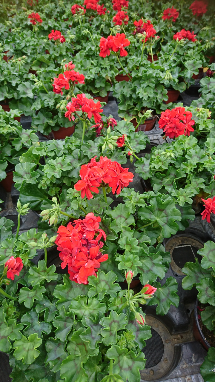 Géranium Demi Lierre À Fleurs Roug - 1 U - Les Jardins De Fontaine tout Fleurs Geranium 