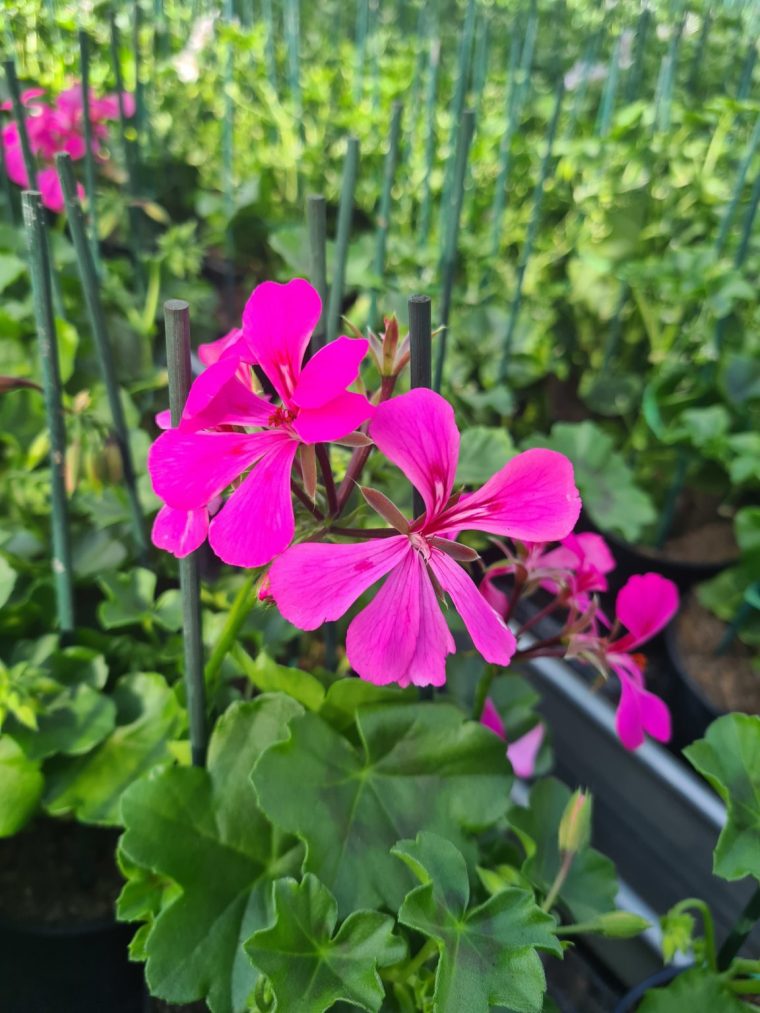 Géranium Lierre Rose – Fleurs Ernst – Boutique En Ligne serapportantà Fleurs Geranium