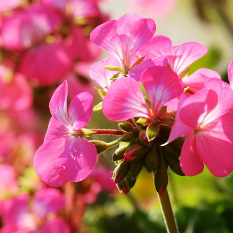 Geranium-Rosat-Fleur  La Beauté Au Naturel avec Fleurs Geranium