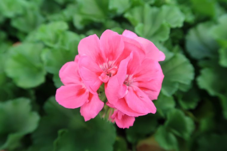 Géranium Zonale Rose – Fleurs Ernst – Boutique En Ligne concernant Fleurs Geranium