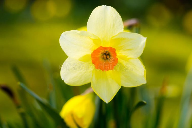 Grande Fleur Blanche Jaune De Jonquille De Narcisse De Jonquille Image destiné Fleur Jonquille Photo