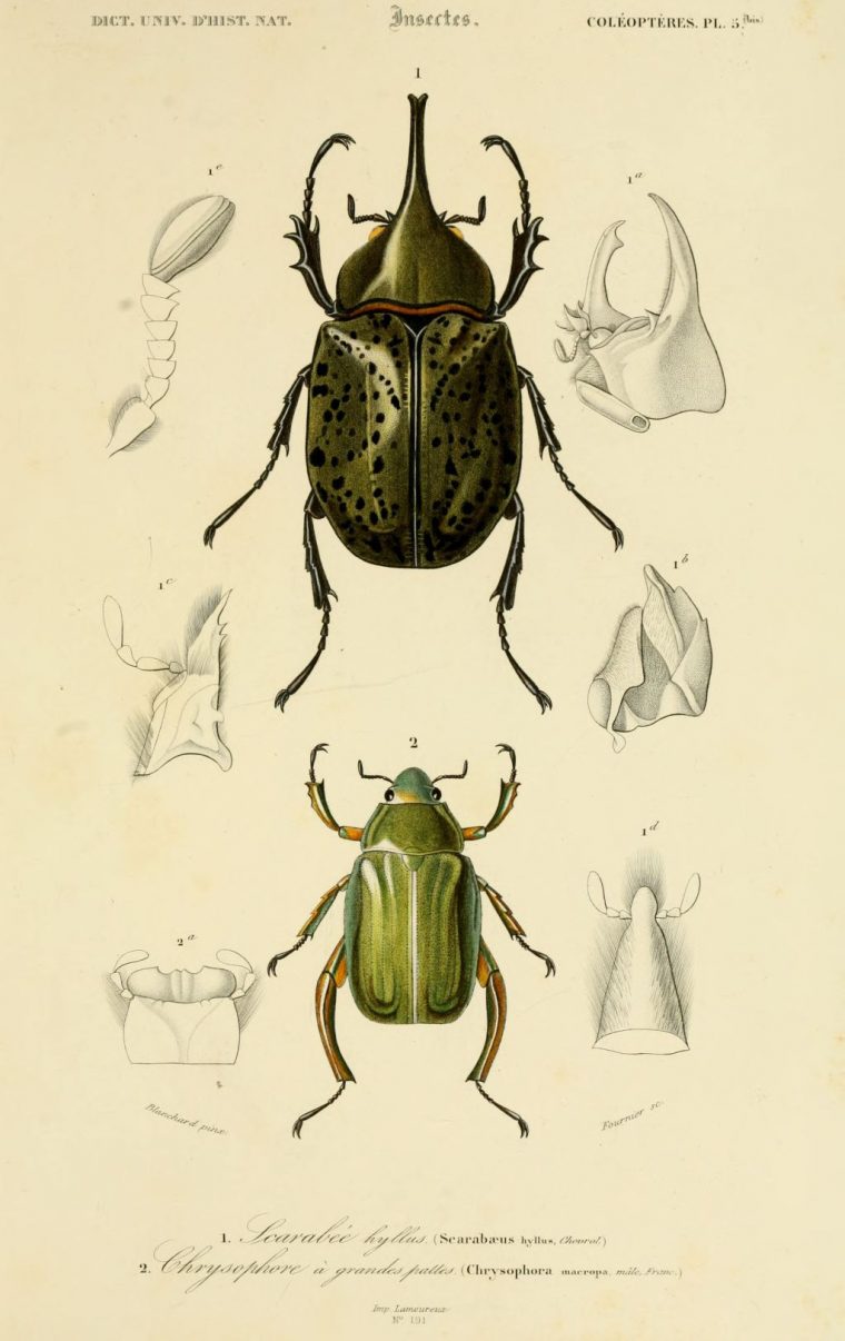 Gravures Couleur D'Insectes – Dessin Insectes 0137 Scarabee Hyllus dedans Dessin D Insectes