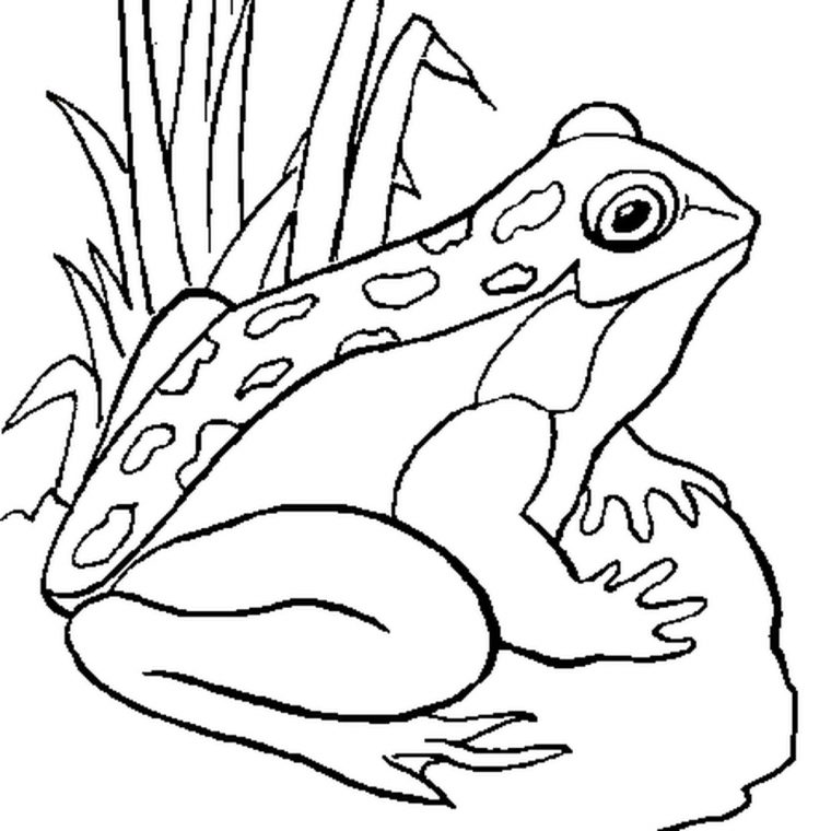 Grenouille Coloriage – Teenzstore à Coloriage Gratuit En Ligne