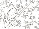 Hedgie'S Desk: Chameleon Coloring Page pour Coloriage Cameleon