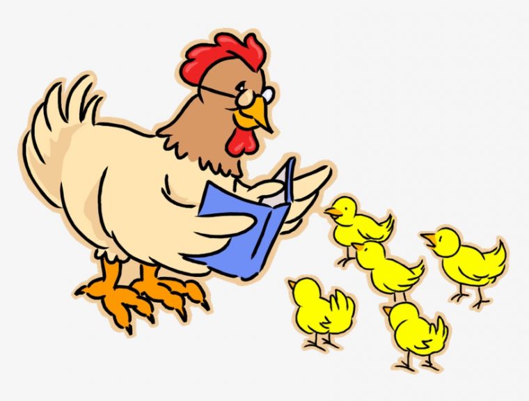 Hen Reading – Poule Et Poussins Dessin Transparent Png – 768X551 – Free destiné Dessin De Poules