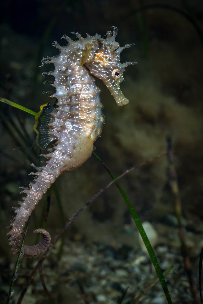 Hippocampe Moucheté Hippocampus Guttulatus  Hippocampe Mouc…  Flickr destiné Image Hippocampe