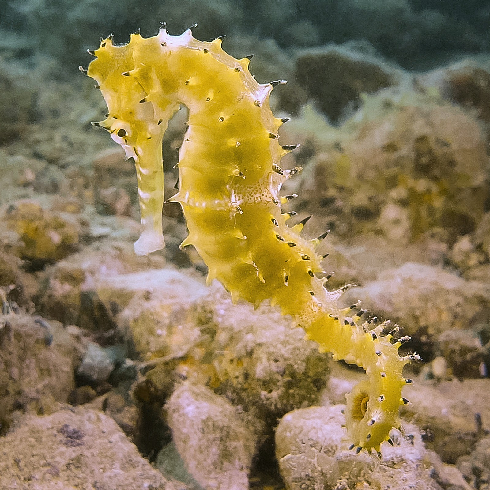 Hippocampus Histrix - (Kaup, 1856) intérieur Image Hippocampe 