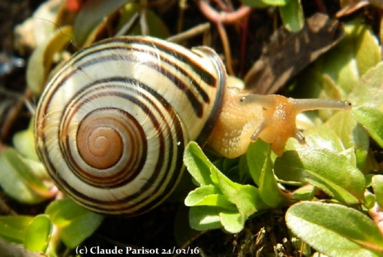 Histoire .. D' Escargots !!!!!! encequiconcerne Images D Escargots