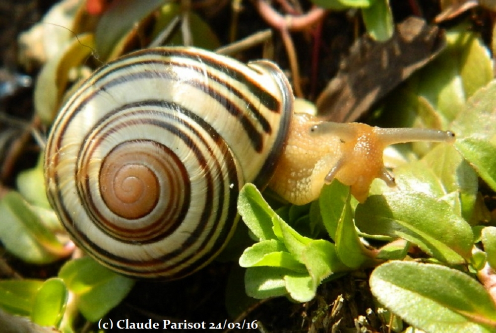 Histoire .. D' Escargots !!!!!! encequiconcerne Images D Escargots