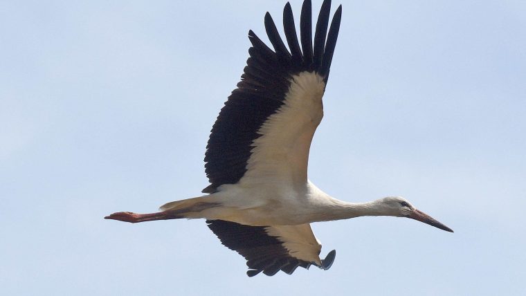 Hiver Doux: Les Oiseaux Migrateurs Moins Nombreux pour Photos Oiseaux Gratuites