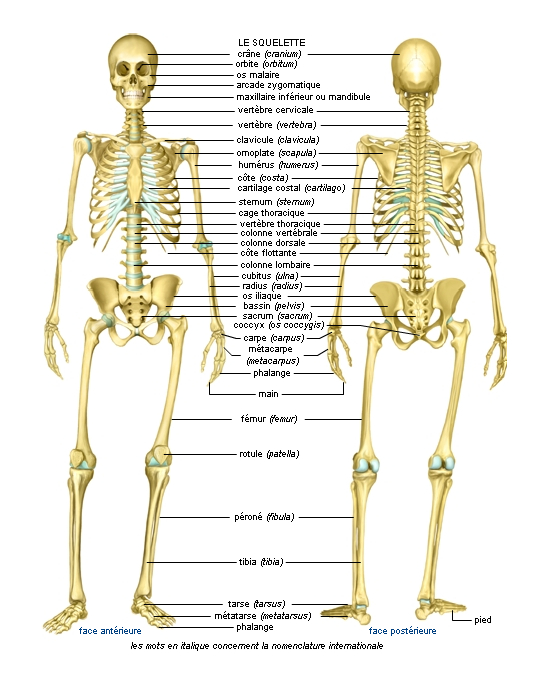 Il Est Classique De Subdiviser Les Sciences Biologiques En Anatomie Et pour Squelette Humain À Imprimer