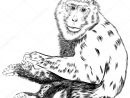 Illustration À La Main De L &quot;Écureuil Sauvage Assis Sur Un Rondin pour Dessin De Chimpanzé