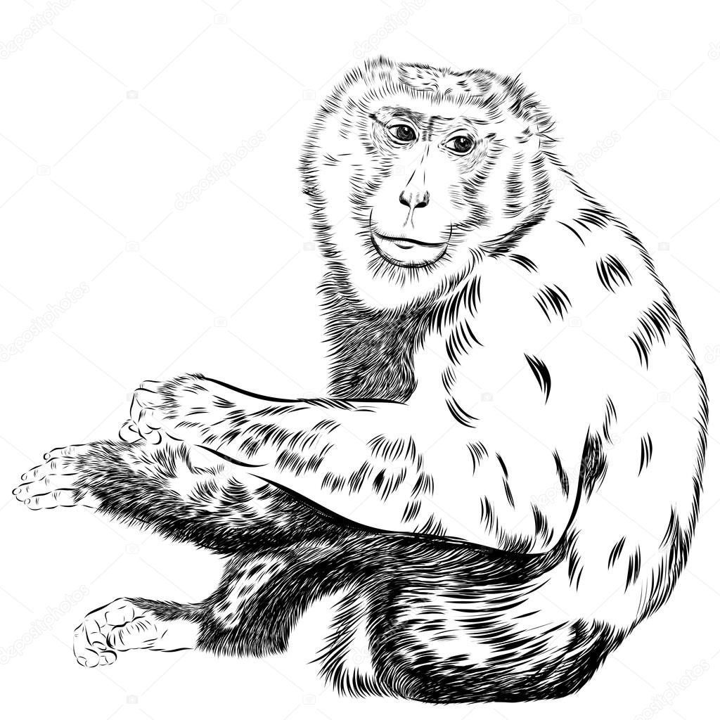 Illustration À La Main De L &quot;Écureuil Sauvage Assis Sur Un Rondin pour Dessin De Chimpanzé