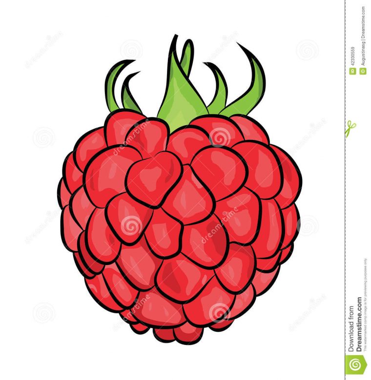 Illustration De Framboise Illustration Stock. Illustration Du Trame à Dessin Framboise