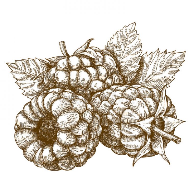 Illustration De Gravure De Framboise Illustration De Vecteur – Image concernant Dessin Framboise