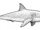 Illustration De Gravure De Requin Blanc Illustration De Vecteur dedans Dessin Requin Blanc