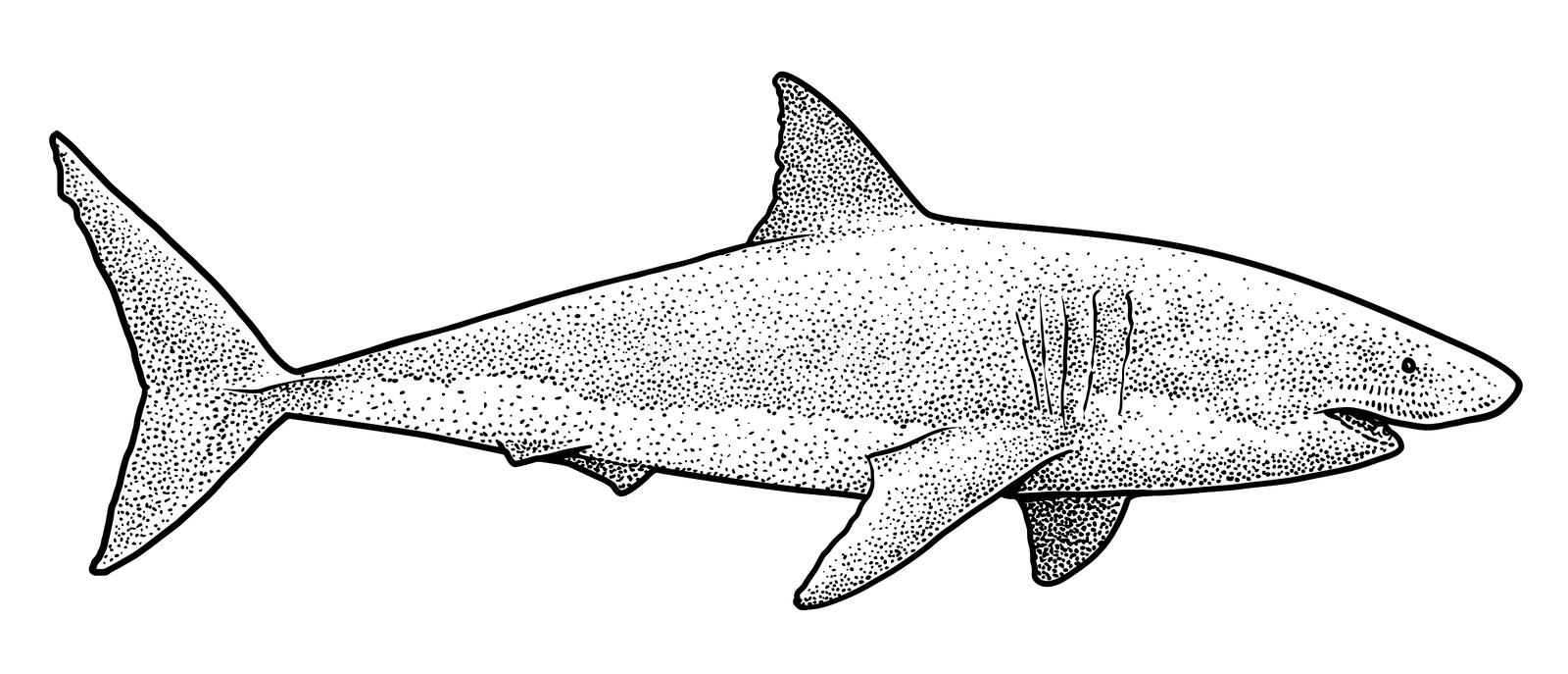 Illustration De Gravure De Requin Blanc Illustration De Vecteur dedans Dessin Requin Blanc 