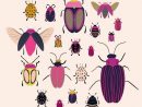 Illustration Insectes  Art D'Insecte, Dessin Insecte, Illustration serapportantà Dessin D Insectes