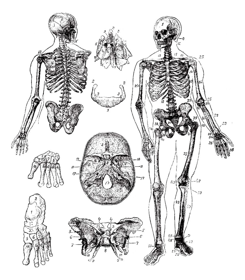 Illustration Squelette - Vintage - Coloriages Difficiles Pour Adultes destiné Image De Squelette Humain A Imprimer 