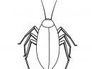 Illustration Vectorielle De L'Insecte Humain — Photographie Patrimonio destiné Cafard Dessin
