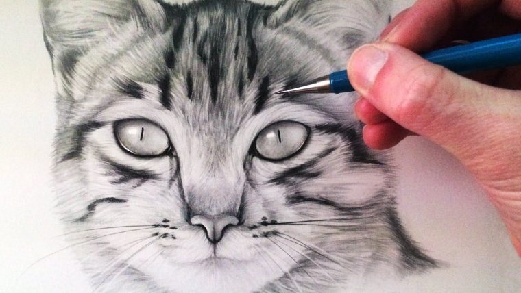 Image De Chat Facile A Dessiner concernant Image De Chat A Dessiner