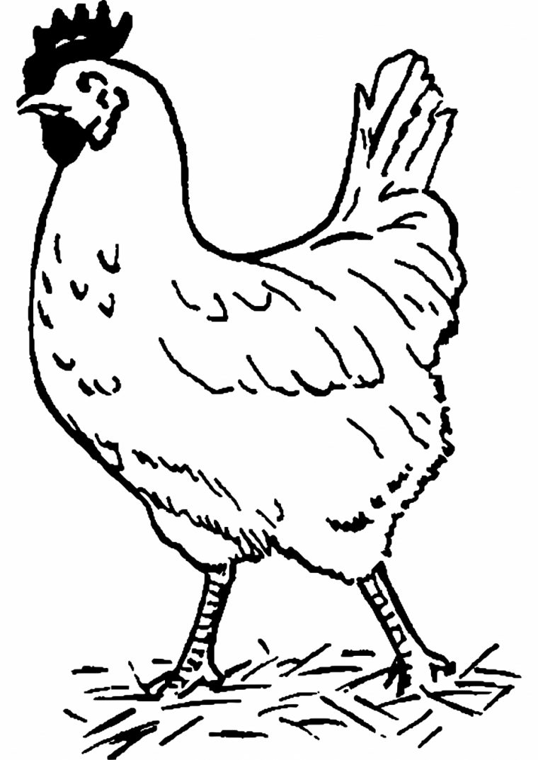 Image De Coq Pour Coloriage – Free To Print intérieur Image De Coq A Imprimer