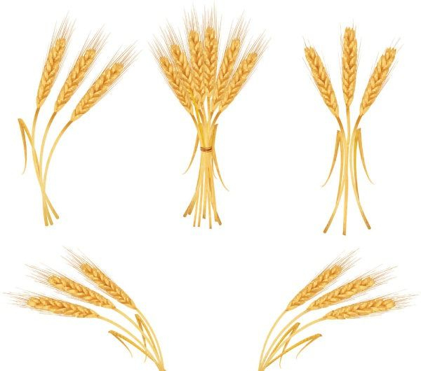 Imagini Pentru Épis De Blé Dessin  Wheat Tattoo, Wheat Drawing encequiconcerne Dessin Épi De Blé 