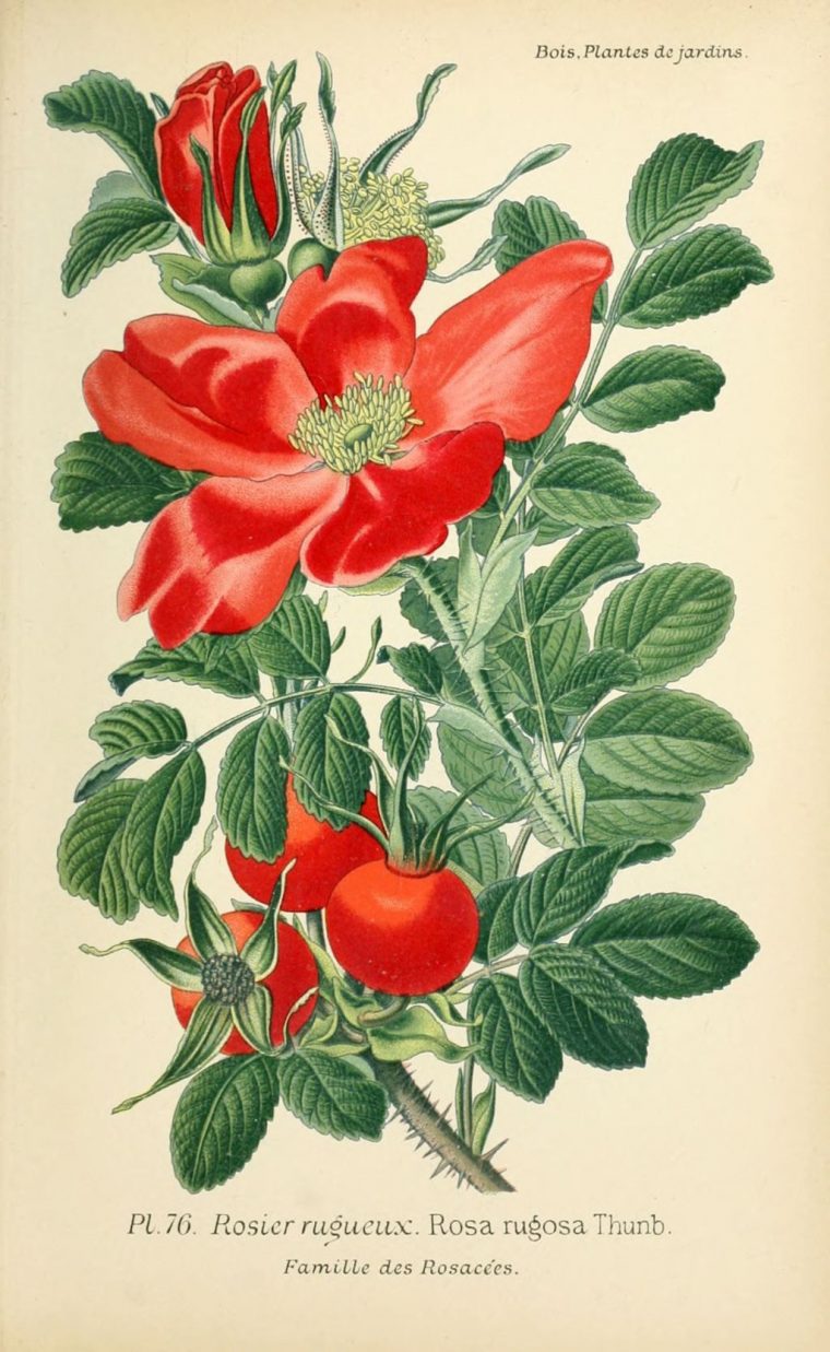 Imgdessins Plantes Et Fleurs Jardins Et Appartementsdessin De Fleur tout Dessin De Fleur