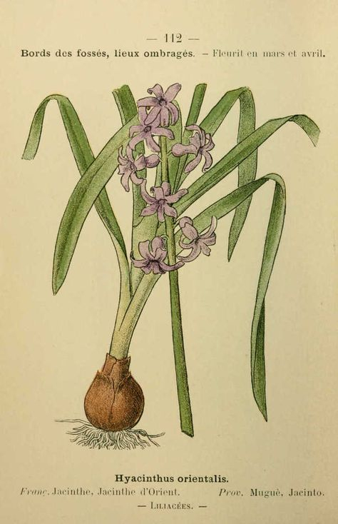 Jacinthe, D&amp;#039;Orient (Hyacinthus Orientalis) Dessin Fleur Méditerranée intérieur Jacinthe Dessin 
