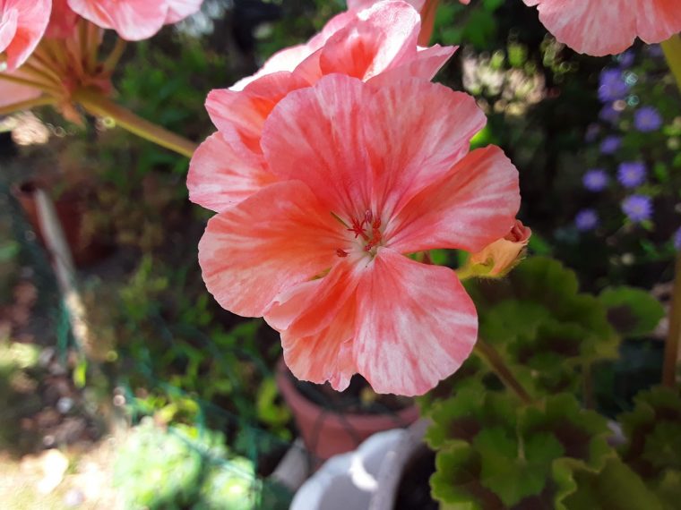 J'Ai Vu, J'Ai Photographié, Je Partage: Une Simple Fleur De Geranium ,C pour Fleurs Geranium