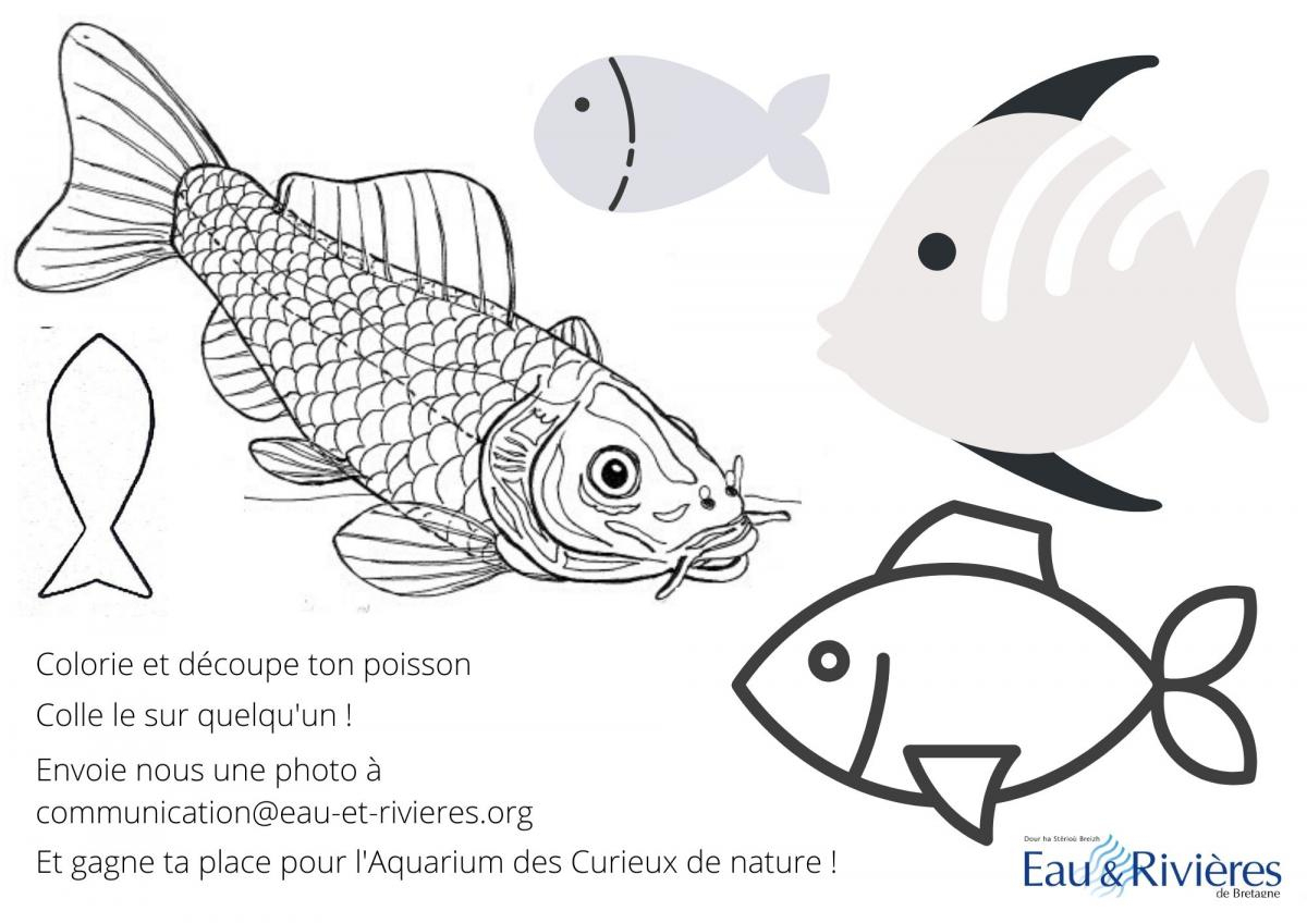 Jeu  Envoyez-Nous Vos Plus Beaux Poissons D&amp;#039;Avril  Eau Et Rivières De dedans Modele Poisson D Avril 