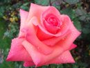 Jolies Roses - Photos Gratuites À Télécharger - Webmultiple dedans Image Rose Rouge Gratuite