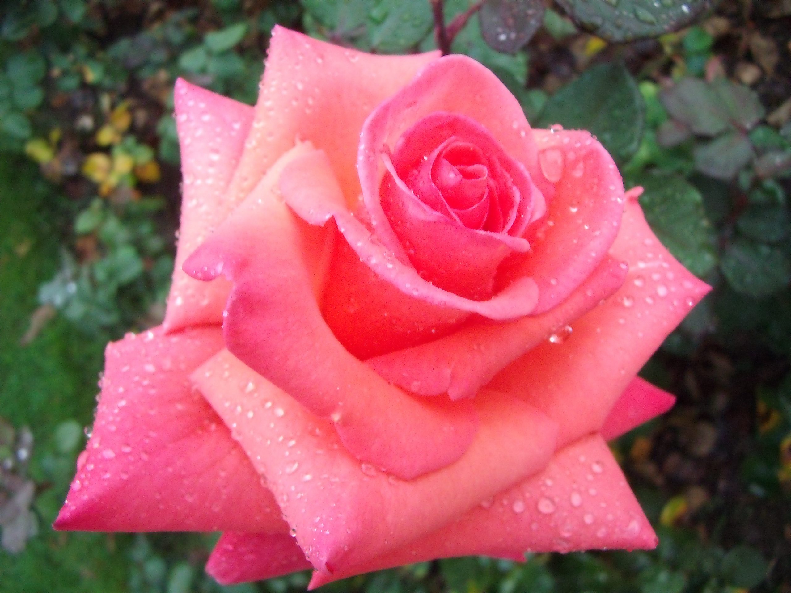 Jolies Roses - Photos Gratuites À Télécharger - Webmultiple dedans Image Rose Rouge Gratuite 