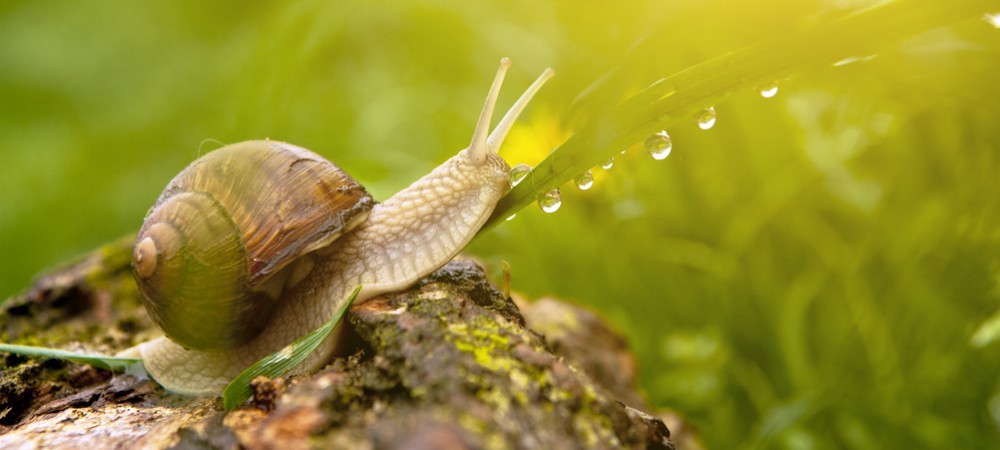 La Bave D&amp;#039;Escargot, Le Nouveau Soin Belle Peau ? - Reponse Conso dedans Images D Escargots 