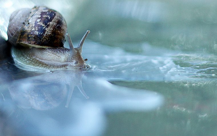 La Bave D'Escargot : Nouvelle Arme Anti Âge ? – Marie Claire concernant Images D Escargots