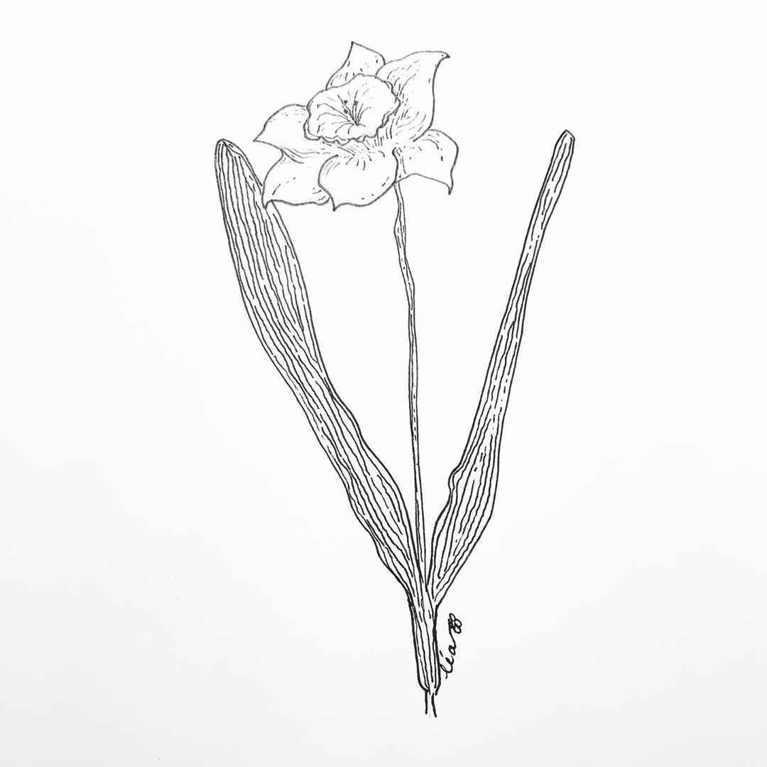 La Jonquille 🌼 . . . #Jonquilles #Fleurs #Dessins #Flowers #Drawing # concernant Dessin Jonquille Fleur 