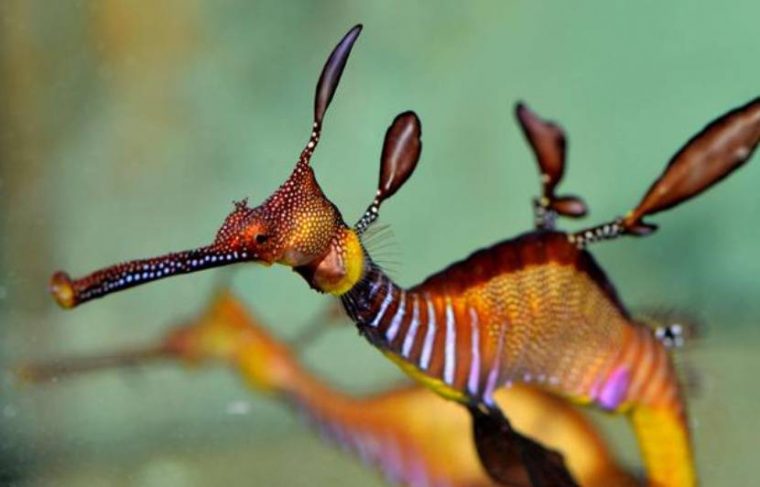 La Science Perce Les Secrets De Chasseur De L'Hippocampe intérieur Hippocampe Cheval De Mer