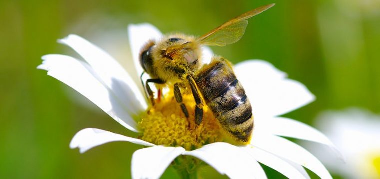 La Signification Spirituelle De L'Abeille encequiconcerne Image Abeille Gratuite