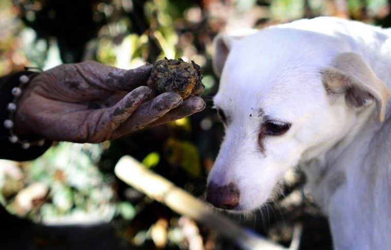 La Truffe, Ce Champignon Magique!  Le Devoir pour Le Cri Du Chien