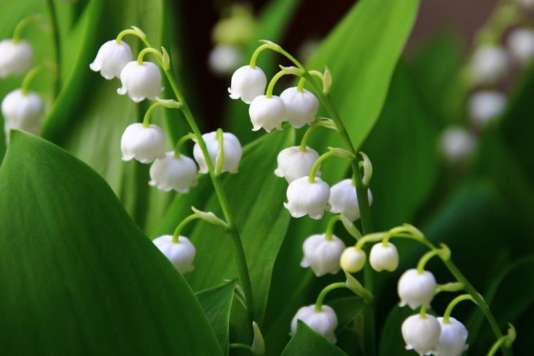 Le 1Er Mai Approche : Ce Que Vous Devez Savoir Pour Vendre Du Muguet serapportantà Fleur De Muguet