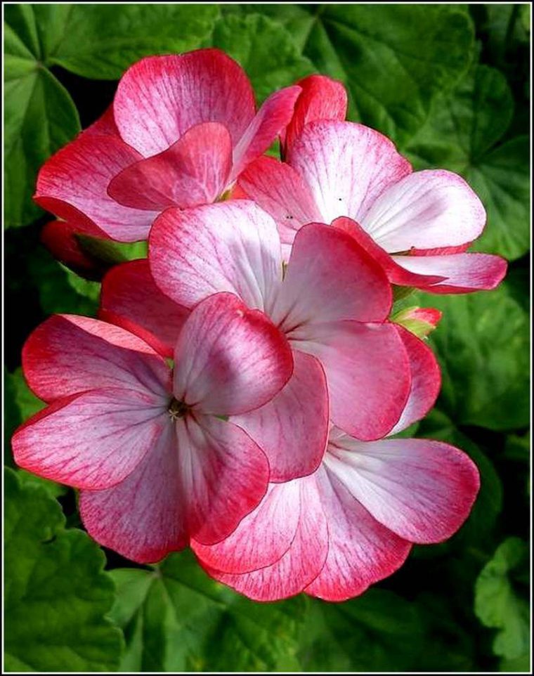 Le Géranium Dans Le Langage Des Fleurs – Balades Comtoises avec Fleurs Geranium