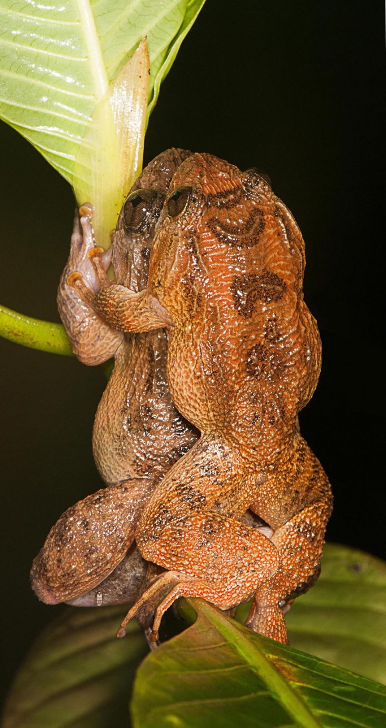 Le Kamasutra Des Grenouilles Vient De S'Enrichir D'Une Nouvelle encequiconcerne Grenouille En Anglais