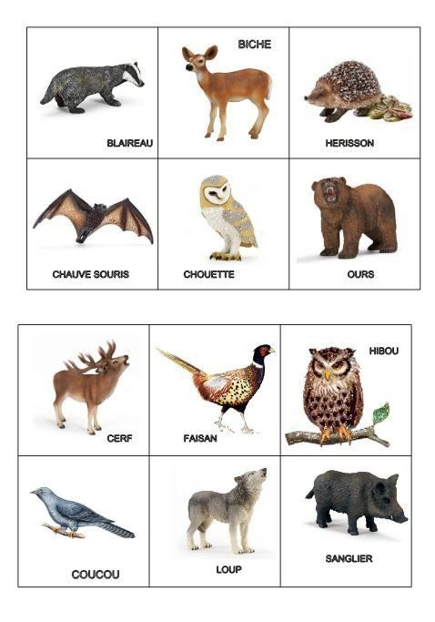 Le Loto Des Animaux De La Forêt  Imagier Animaux, Animaux Foret, Animaux pour Imagier Animaux