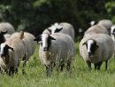 Le Mouton Bizet - Le Blog De Pâquerette destiné Image Mouton