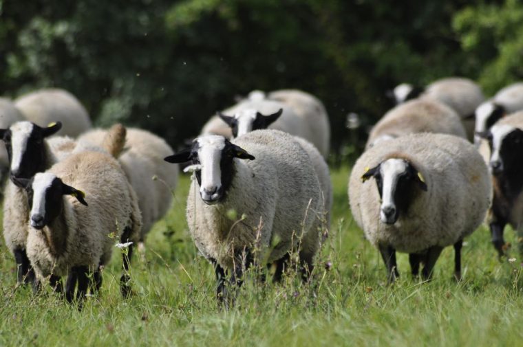 Le Mouton Bizet – Le Blog De Pâquerette destiné Image Mouton