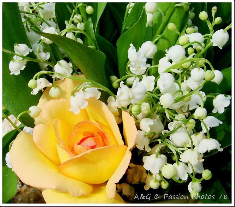 Le Muguet Du 1Er Mai – Passion Photos 78 à Bouquet De Fleurs Avec Du Muguet